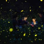 Muju Firefly Festival 2026 fireflies glowing around a family at night