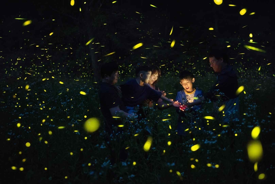 Muju Firefly Festival 2026 fireflies glowing around a family at night